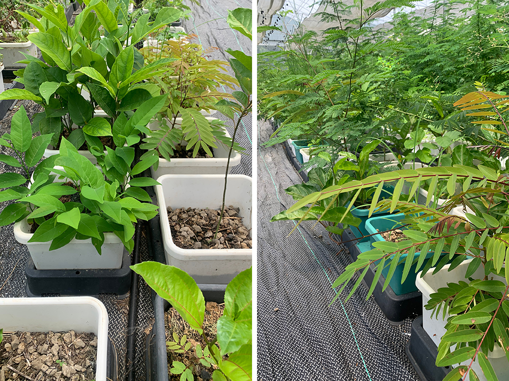Above: Nam has used our easy2Propagate and easy2grow systems to help germinate and raise 500,000 native tree seedlings