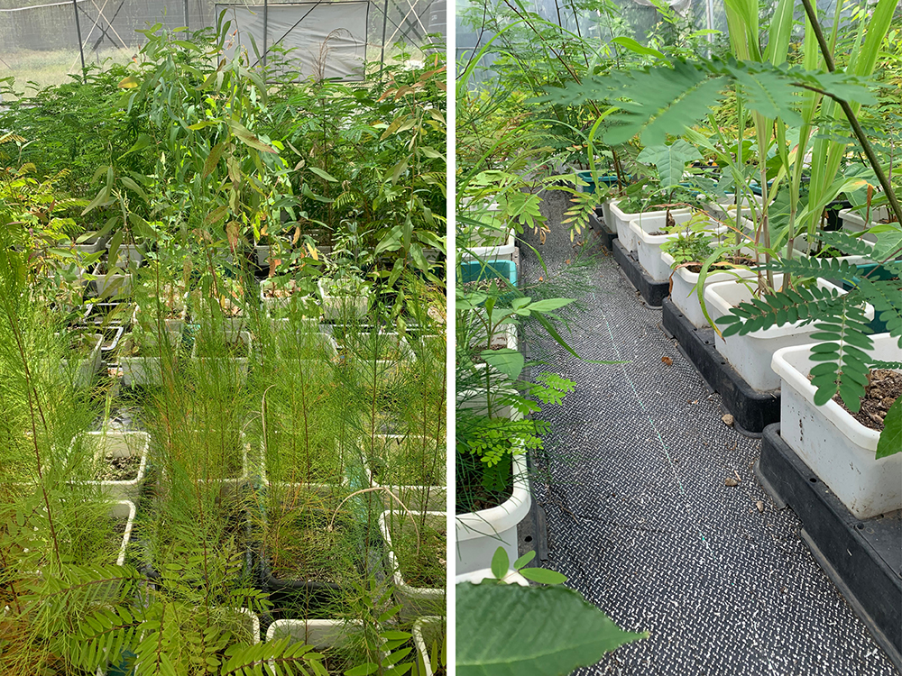 Above: The huge variety of trees Nam is growing benefit from the plant controlled irrigation of AutoPot Watering Systems - each individual plant can draw exactly what it needs, exactly when it needs it.