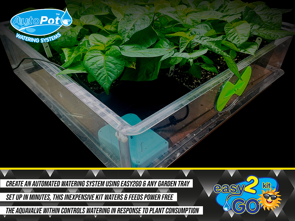 Above: easy2GO can be used in the propagation and young plant stages when combined with CocoMat
