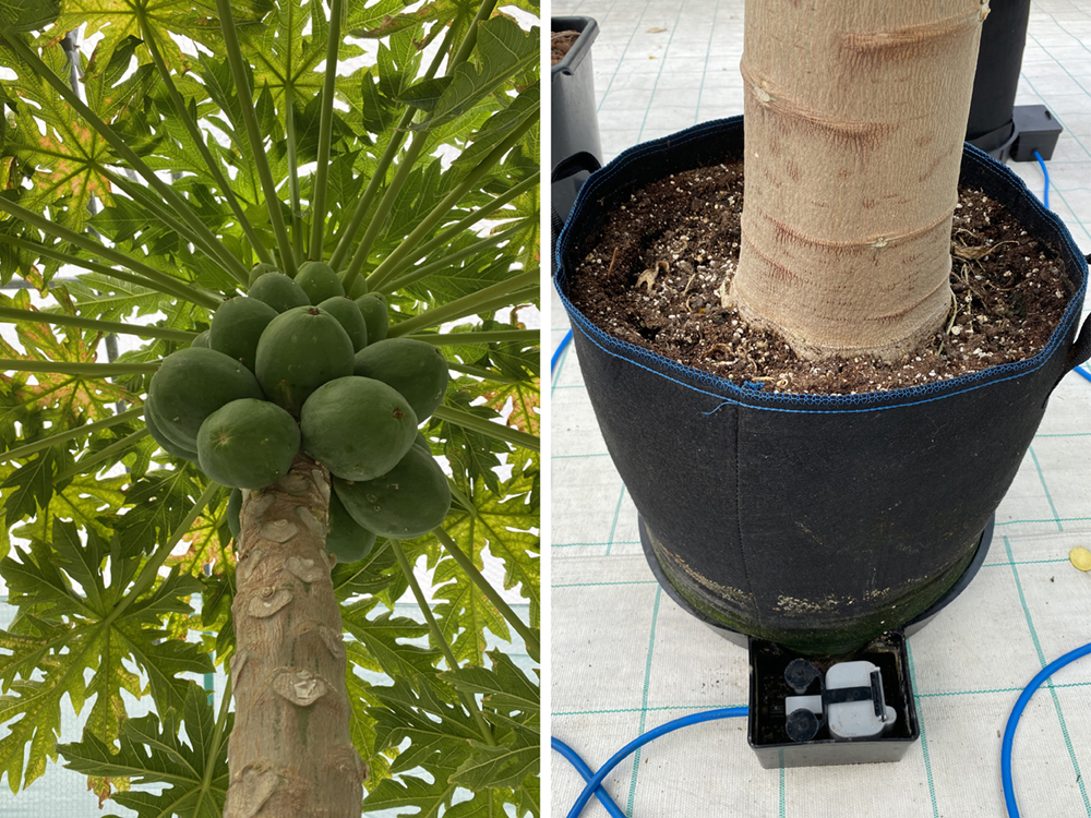 Above: Papaya, take us higher - tropical treats in an XXL50 module at Plantasia