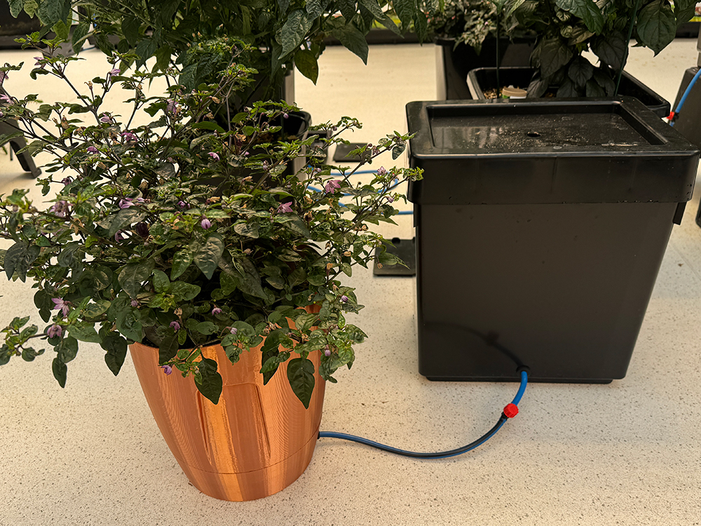 A copper-bottomed beauty, in action with a chilli plant at AutoPot R&D