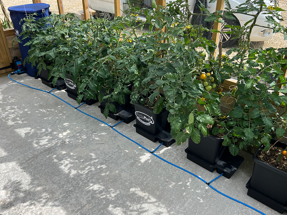 6Pot System planted up with Sungold and Sunbaby tomatoes