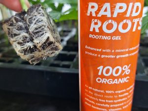 rapid roots