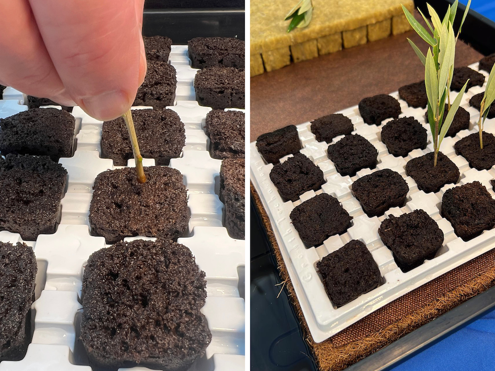 We’re rooting these olive cuttings with grow cubes but you can use all manner of media, including rockwool, coco, and soil substrate to name but a few