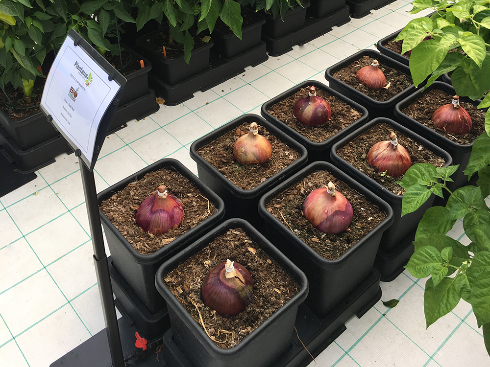 Giant Red Onions grown in easy2grow modules with organic BioTabs fertilisers