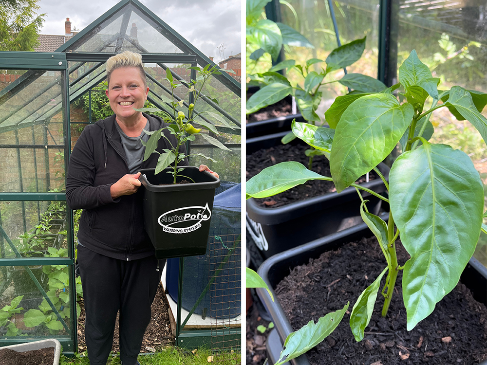 Above: Here comes Susy bearing fruit bearing fruit! The AutoPot-grown chillies and peppers are already proving productive in Susy’s greenhouse