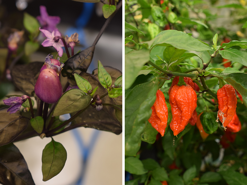 Bolivian Rainbow and 7Pot chillies in prototype modules and Tray2Grow respectively