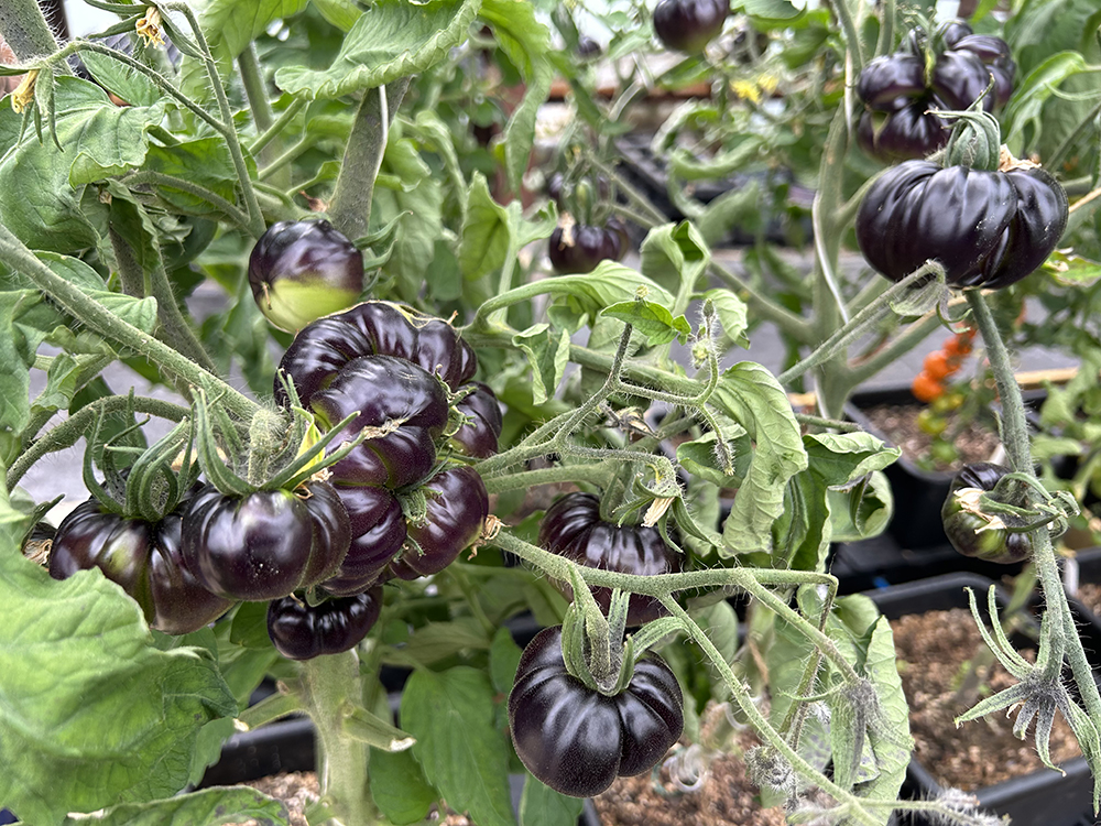 Dutt-durr-durr, durr-durr-durr-durr-durr-durr-durr-durr-durr, Black Beauty tomatoes in easy2grow module at SEAG