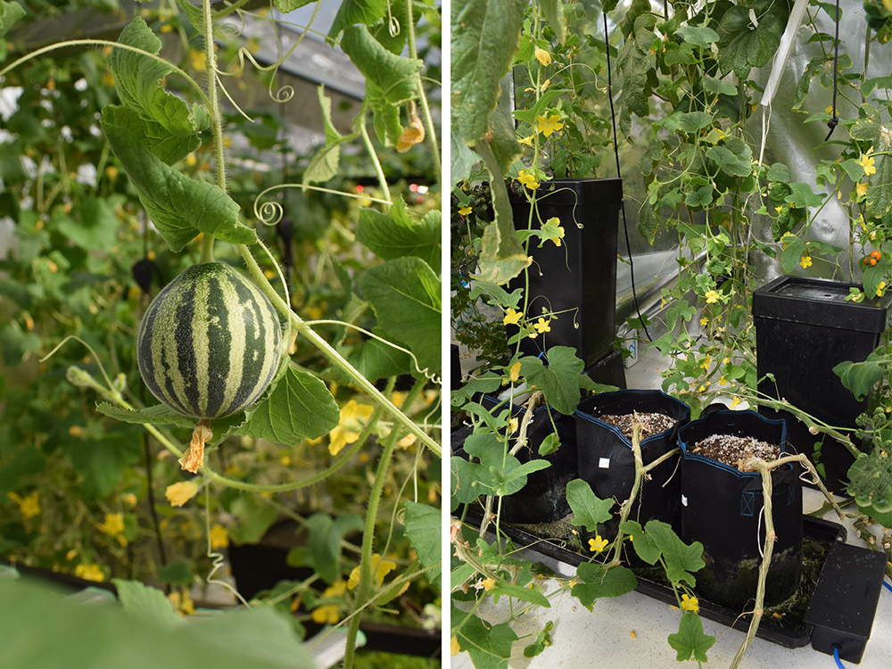 Melons up top and down below, fruit hangs from the extensive mass of vines emanating from the Tray2Grow System on the floor