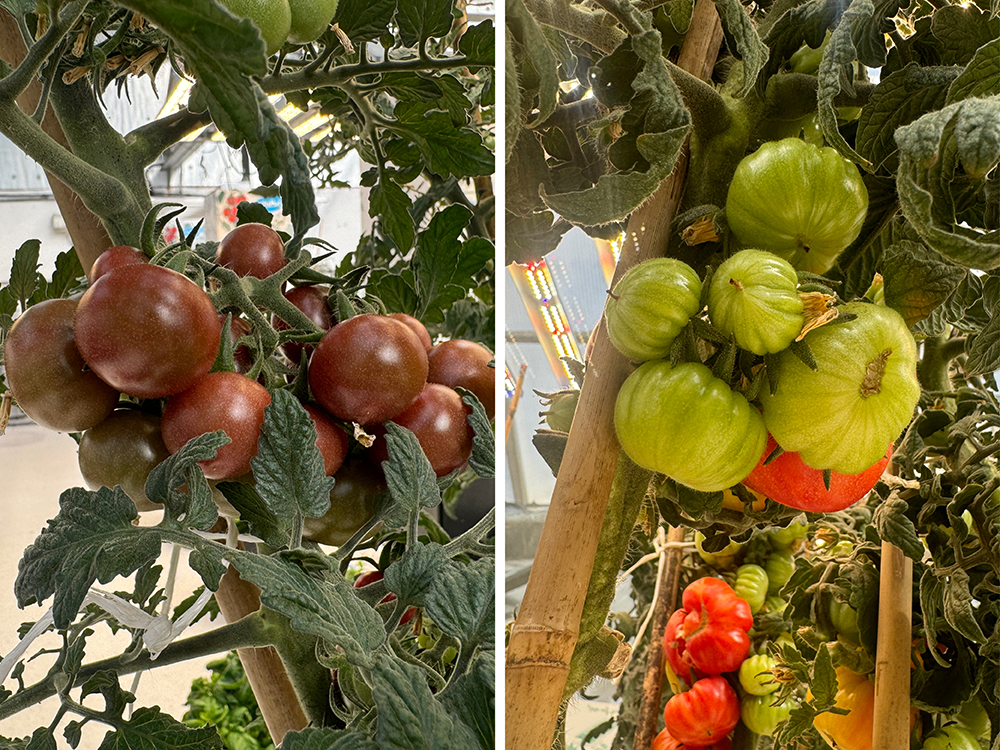 That’s just showing off - tomatoes being prepared for the Glee garden Expo in 4Pot Systems