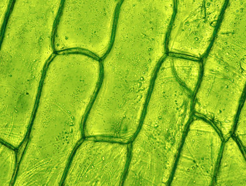 Plant cell under microscop