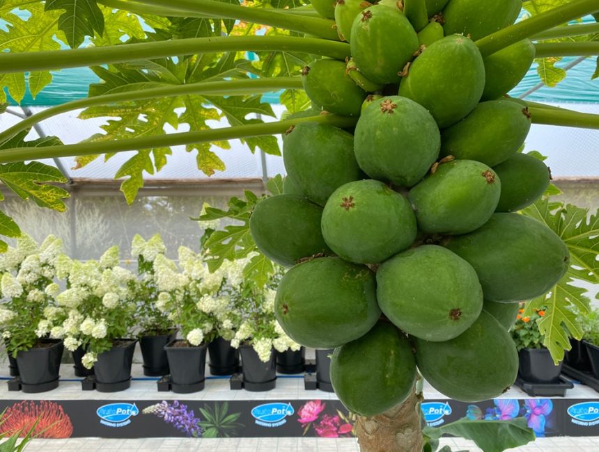 Plantasia innversisions growing papaya in AutoPot systems